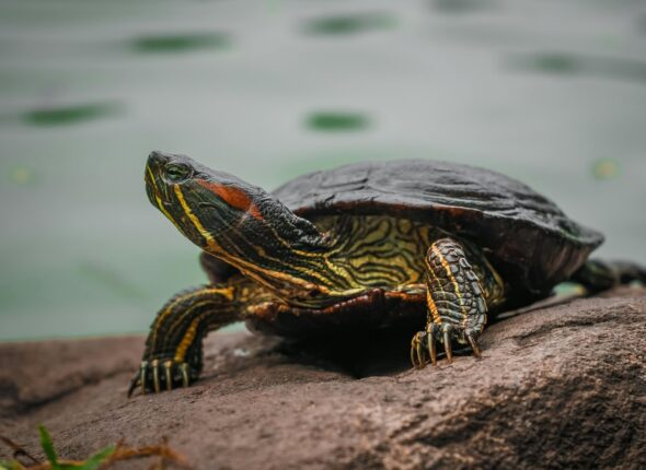 pexels-chetanvlad-3387169-scaled